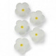 Sugar Blossoms – White / 30pcs - PME