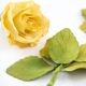 Rose Leaf Cutter/4pcs - Decora